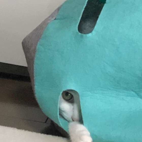 覗き見する猫