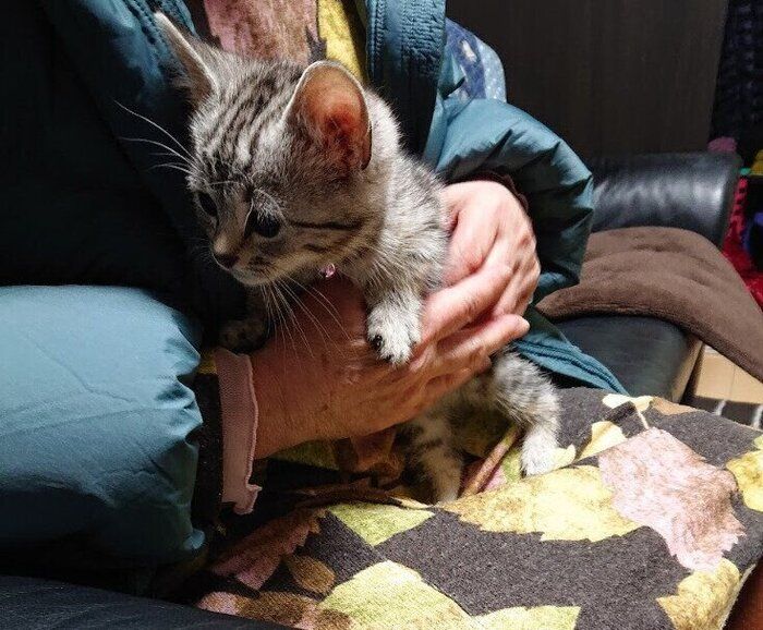 抱っこされているマンチカンの子猫