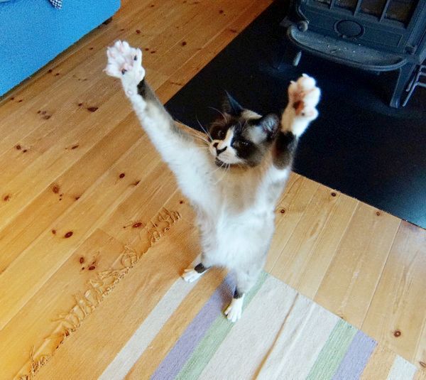 おもしろいポーズをする猫