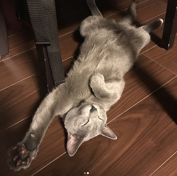 猫の開き