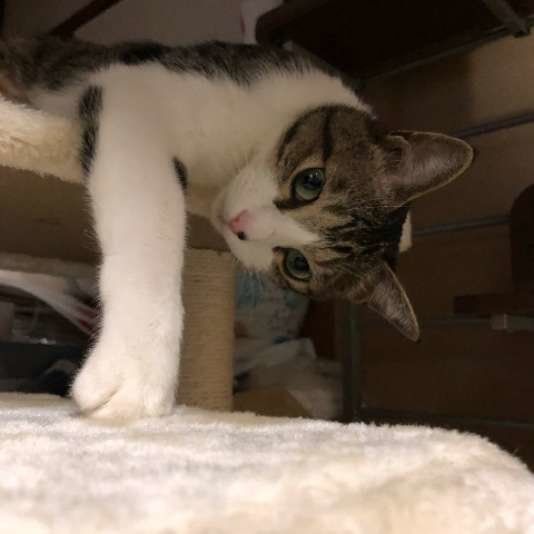 キャットタワーから覗くキジ白猫