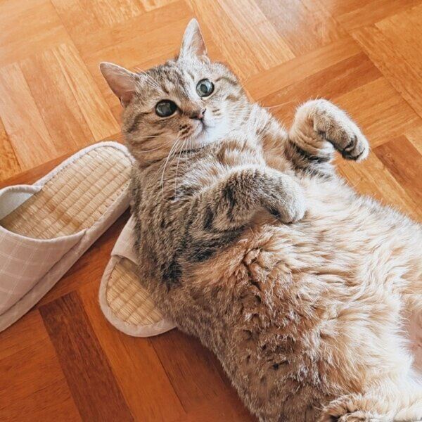 スリッパに転がるまるちゃん