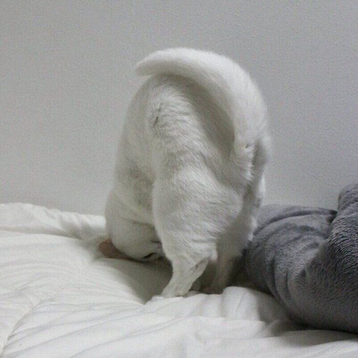 くるんと丸まるうにくん