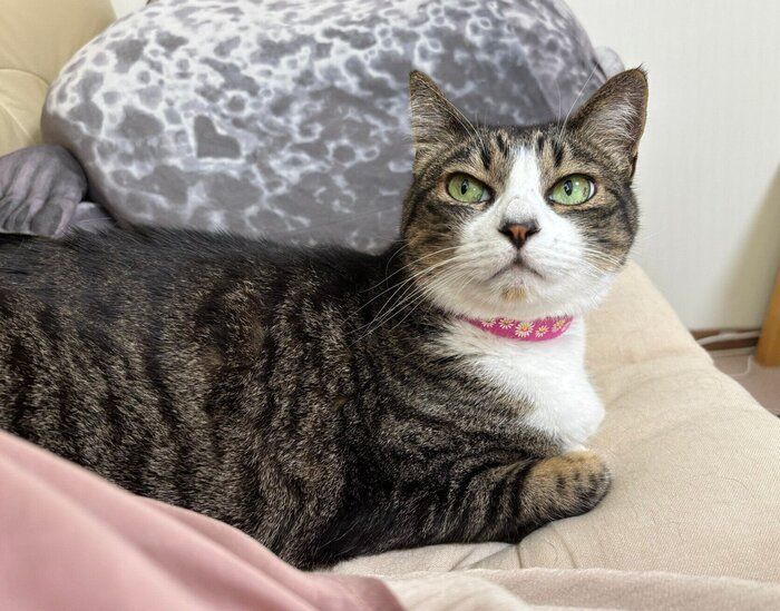 飼い主さんになでてほしいハチミツちゃん