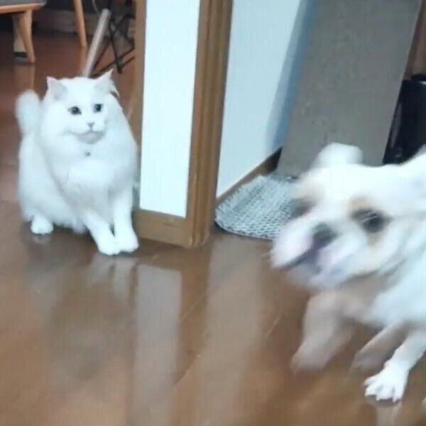 暴走するハルクくんと、驚くコテツくん