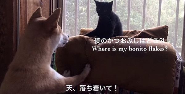 柴犬と黒猫