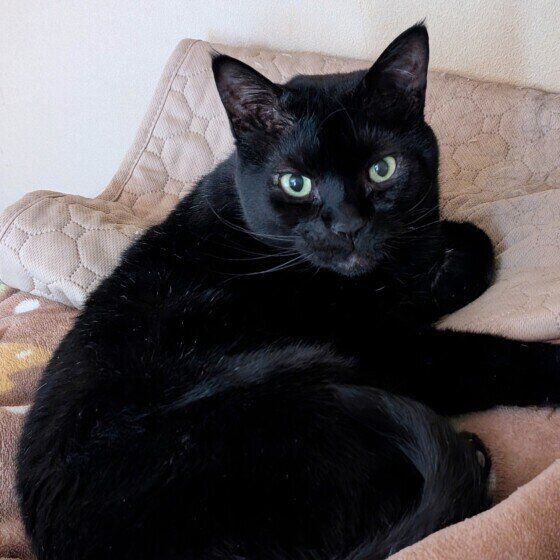 じっと見つめる黒猫