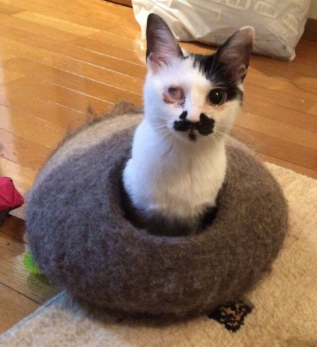 ねこのきもちWEB MAGAZINE ねこの日企画「MEN'S CAT」