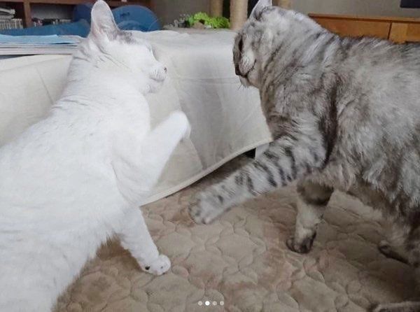 一緒に眠る猫