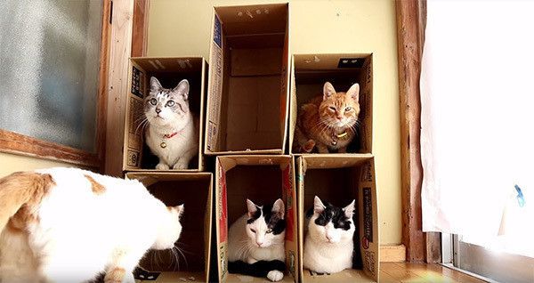 箱に入る猫