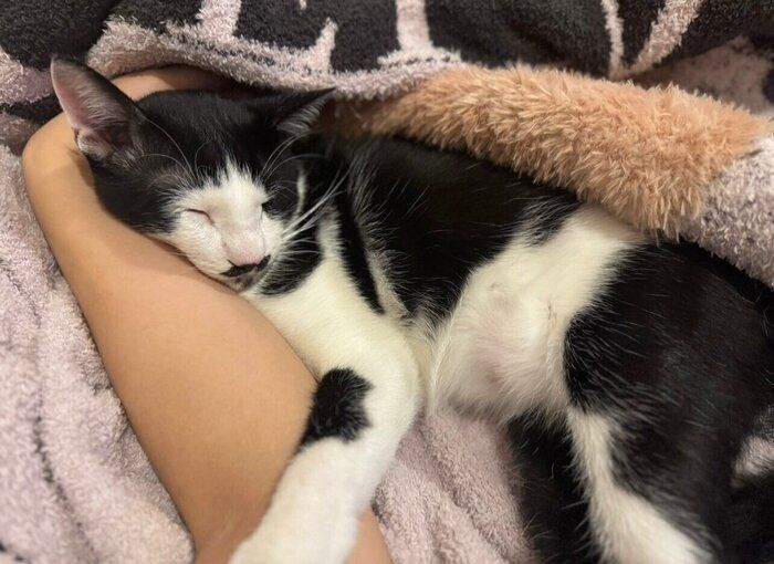 飼い主と一緒に寝ている猫