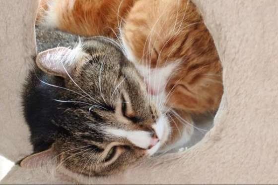 寄り添う猫