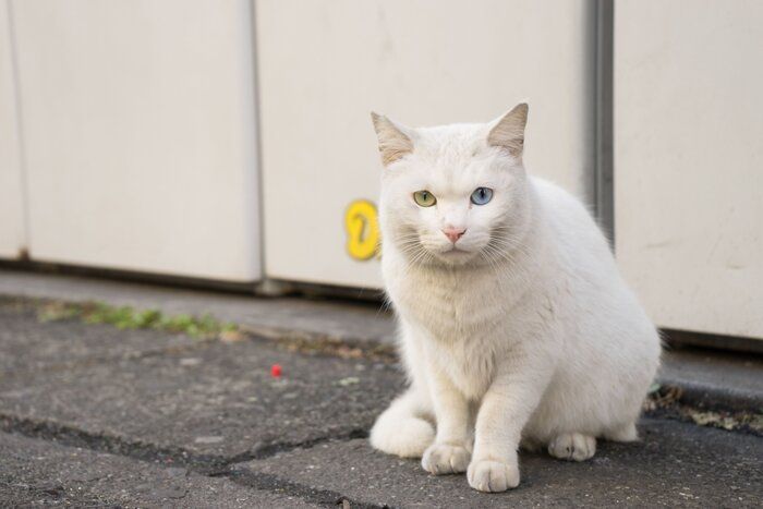 画像/iStock、Getty Images Plus