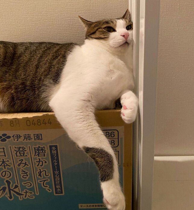 2才になった杏忍くん