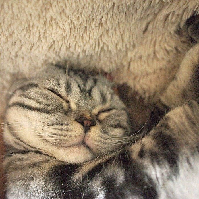 @tacos_cat