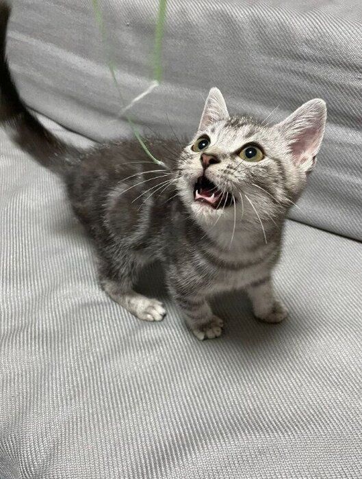 生後3カ月頃のスコティッシュフォールド