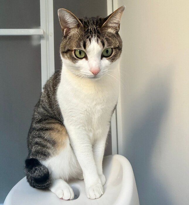 入浴中の飼い主さんを見つめる琥珀くん