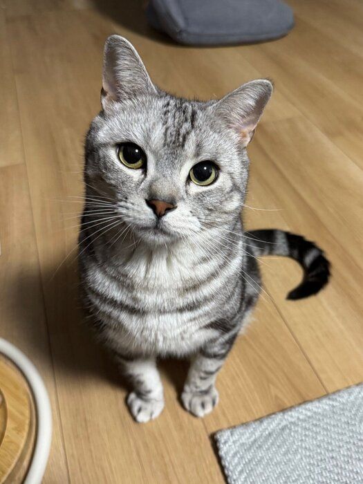 5才のアメリカンショートヘア