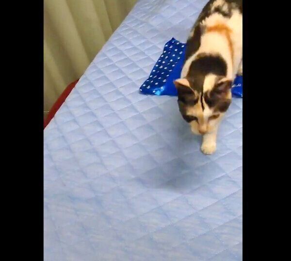 鳴きながら飼い主さんの元へやってくるミケちゃん