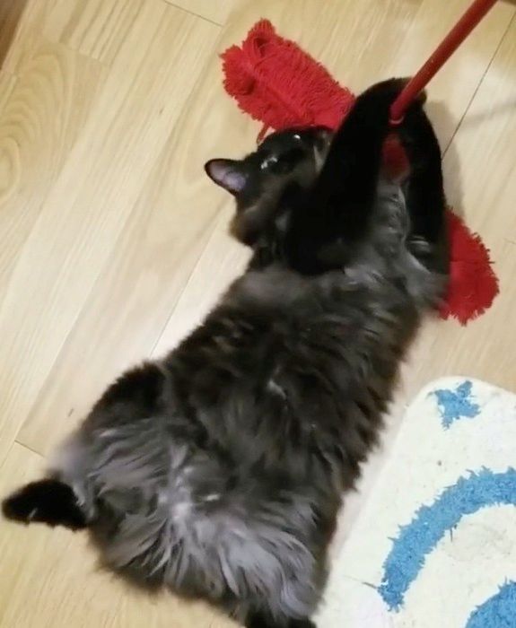 寝転ぶ猫