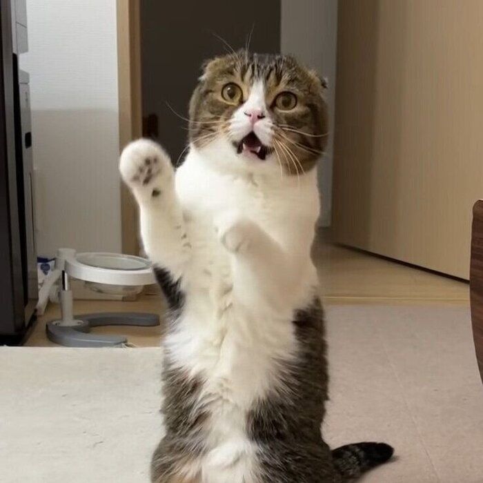 ポコ太郎様　画像確認用 息子猫のテンションに困ってます！」 ママさんに伝えたくて一生懸命