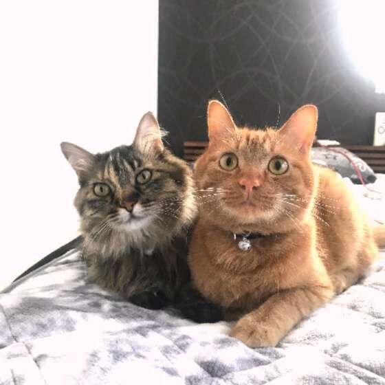 2匹の猫