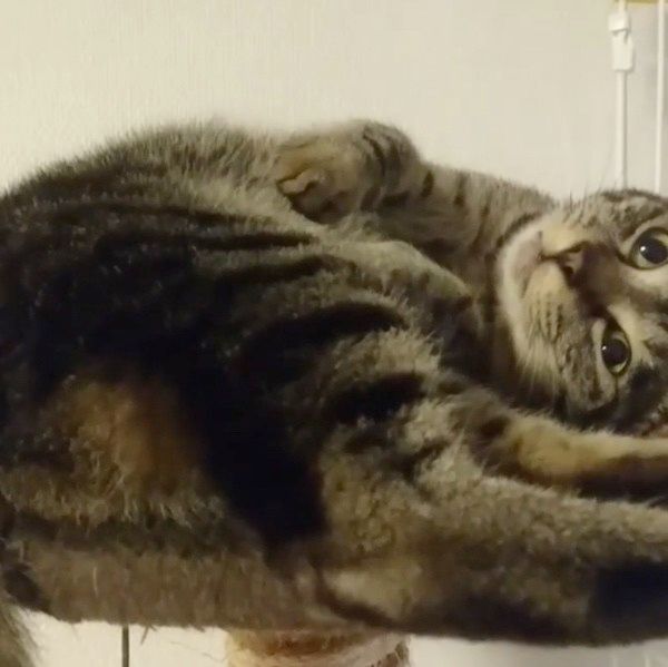 寝転ぶ猫