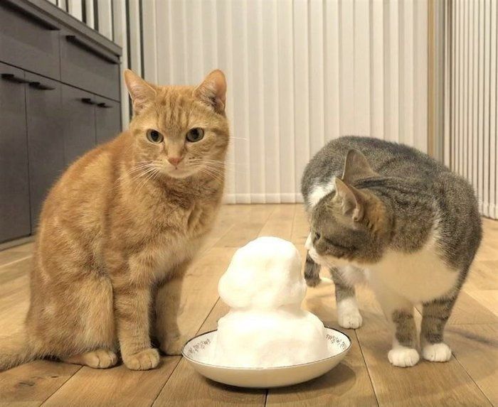 雪だるまと猫