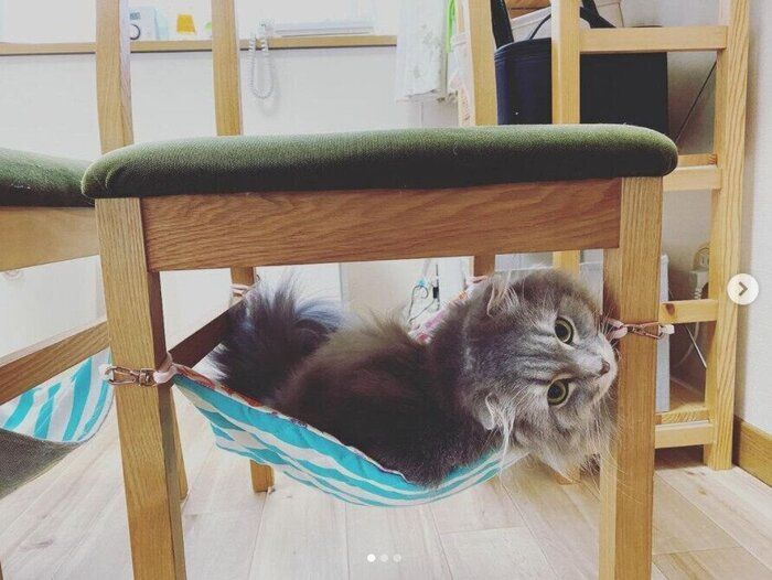 椅子の下のハンモックに寝そべる猫
