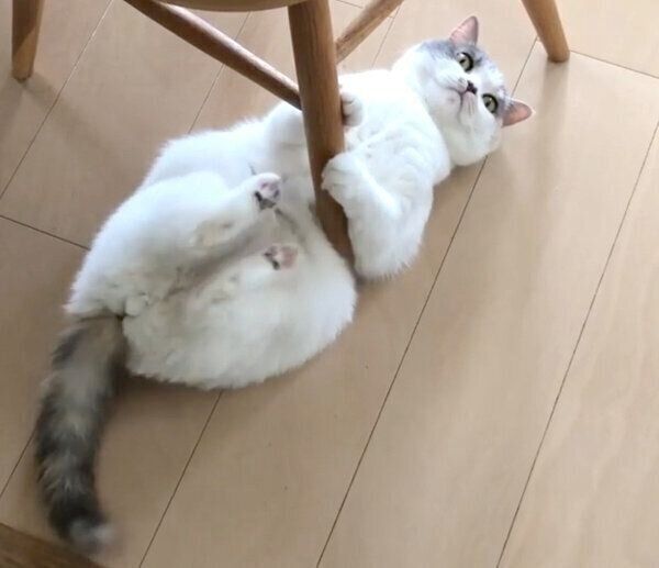 イスの脚に戦いを挑むネネ子ちゃん
