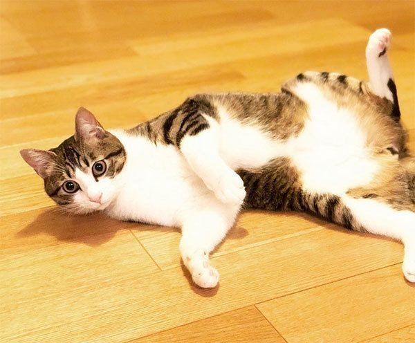 しゃこちゃん