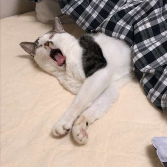 あくびをしているボンちゃん