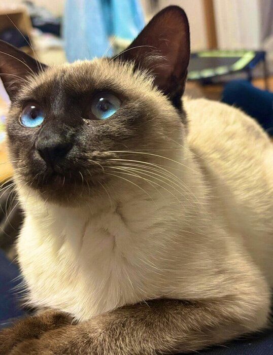 飼い主さんの膝の上に乗るるるちゃん