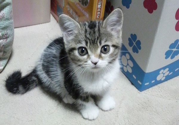 見つめる猫