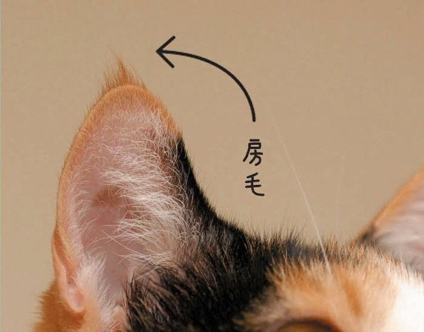 耳でわかる猫の気持ち