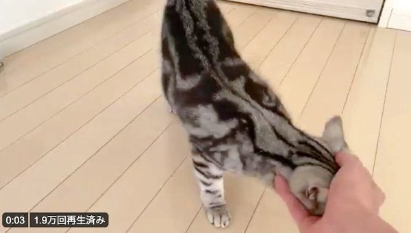 飼い主さんの手にスリスリするアビーちゃん