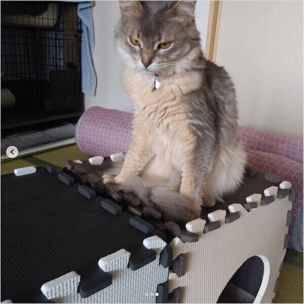 ジョイントマットで作る猫ハウス