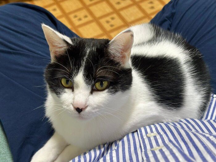 飼い主さんの膝の上に乗るむすびくん