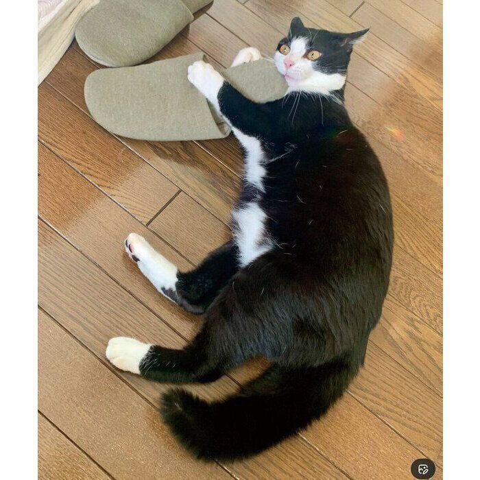 新品のスリッパを“検品”するカツオくん