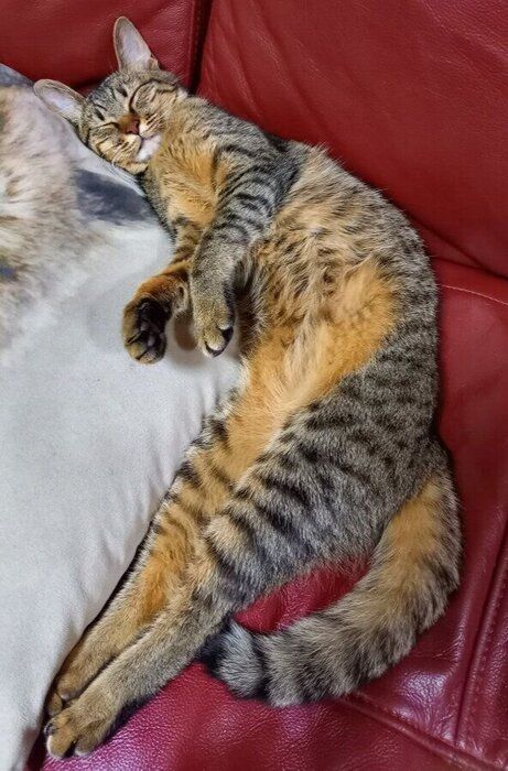 気持ちよさそうに寝る猫