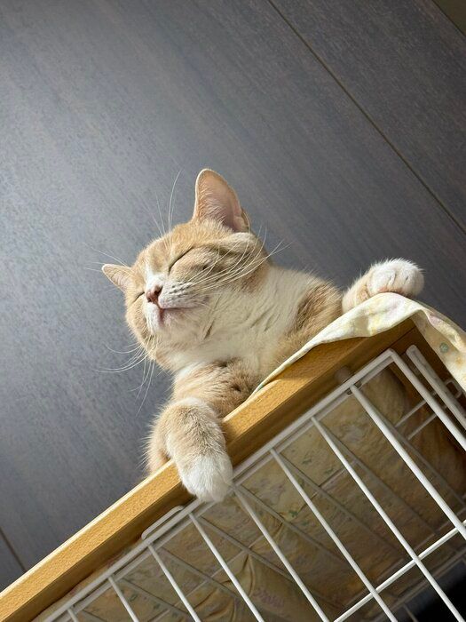 まったりしているスコティッシュフォールド