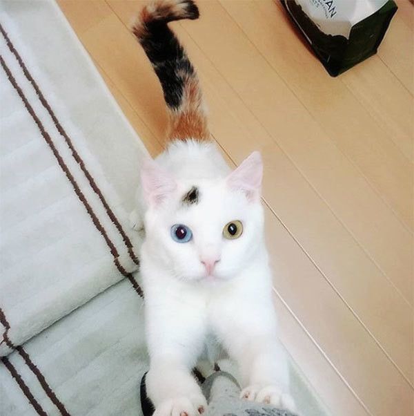 見つめる猫