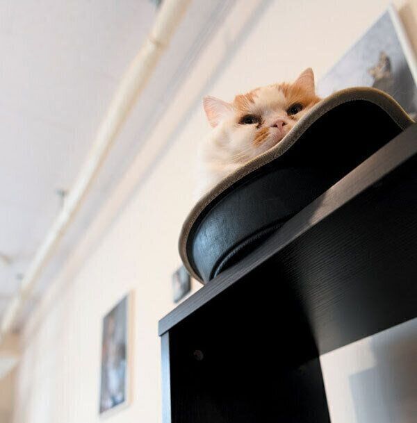 見つめる猫