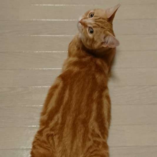 床に寝そべる猫(マンチカン、オス)