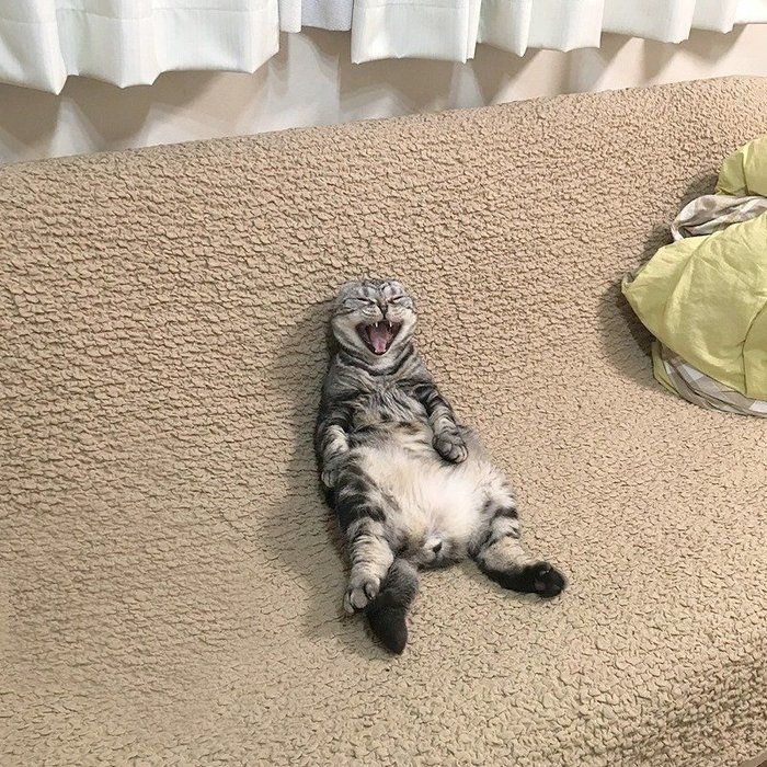 @tacos_cat