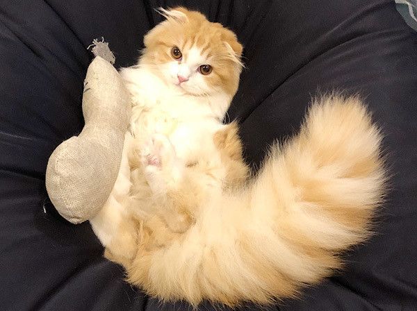 見つめる猫
