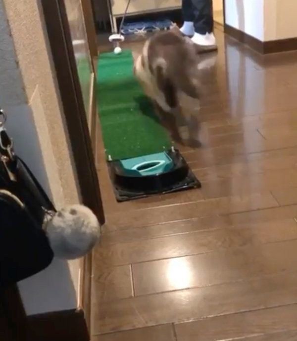 パターゴルフで遊ぶブリティッシュショートヘア