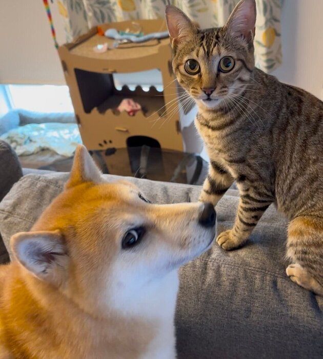 飼い主さんのあとをついて回るという風花ちゃんと、そばで過ごす風天くん。