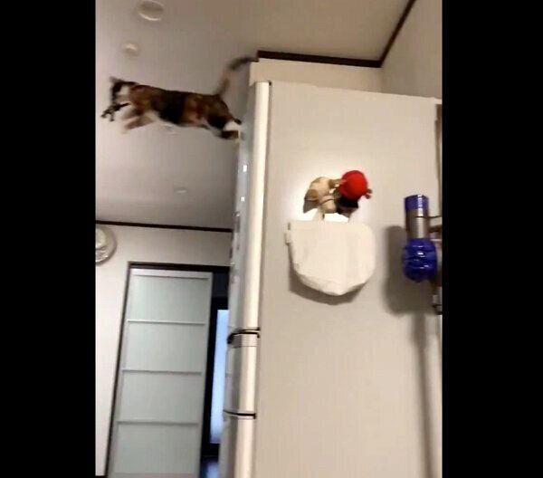 逃走するひじきちゃん