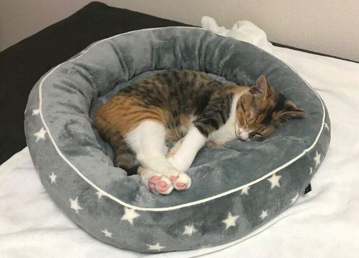ペットベッドで眠るミ猫